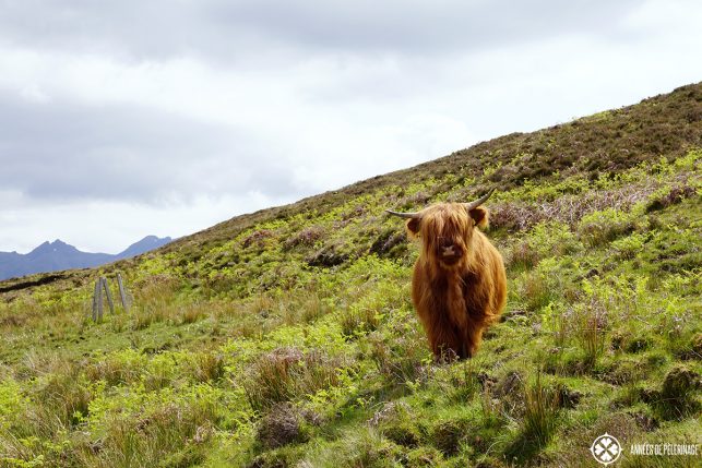 A Highland cattle cow on the Isle of Skye in Scotland