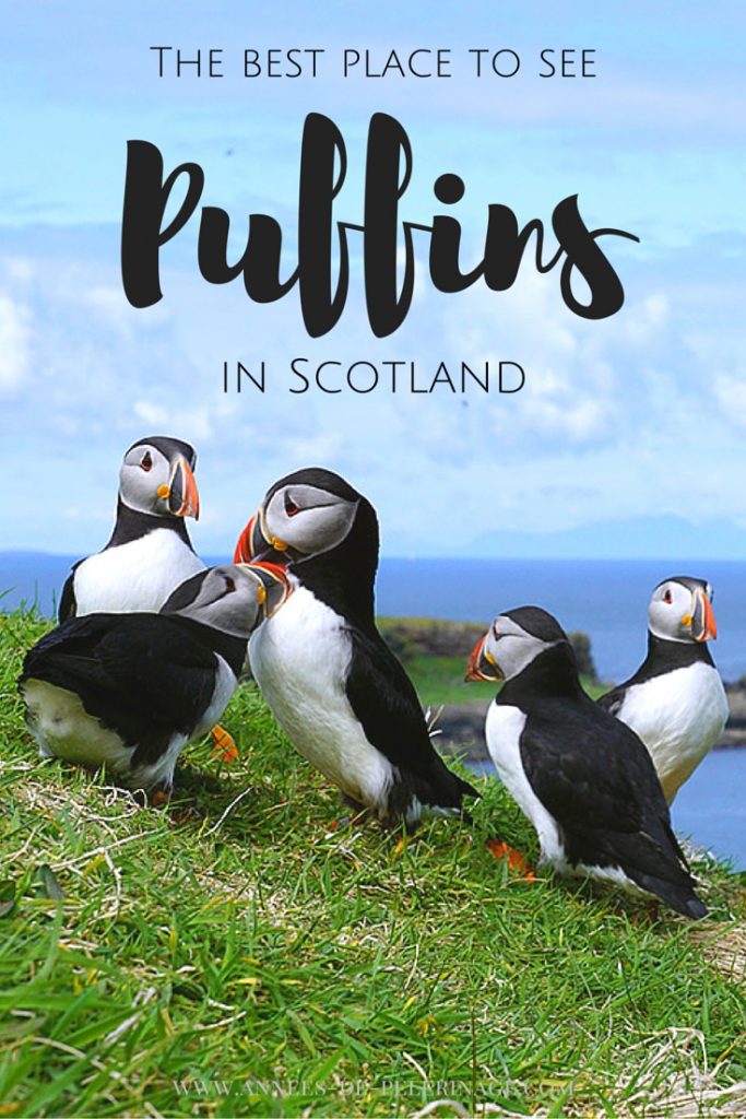 The best spot to see Puffins in Scotland is a tiny island called Lunga. Part of the Treshnish Isles, this gem is home to a colony of 4,500 wild Puffins. Click to find out more.
