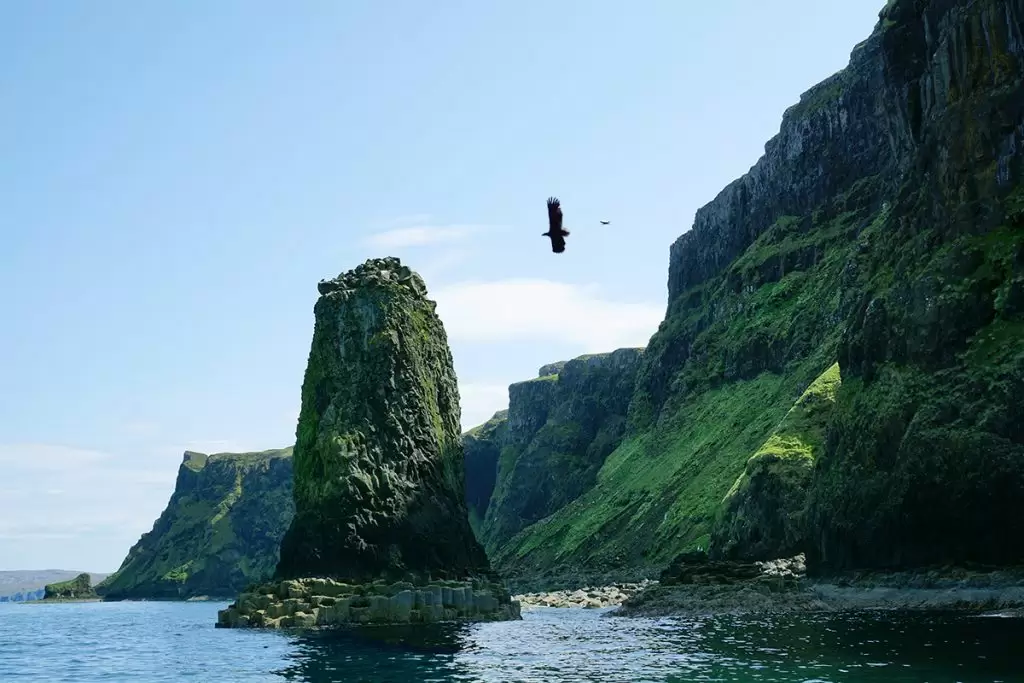 White-tailed sea eagle flying among the cliffs of the outer islands of Scotland