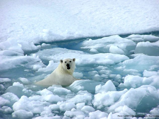 A polar bear swimming through the ice