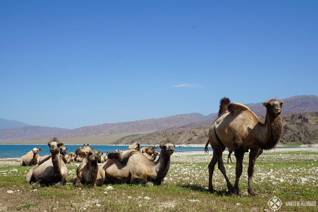 A group of wild bactrican camels resting near the shore of a mountain lake in Kyrgyzstan