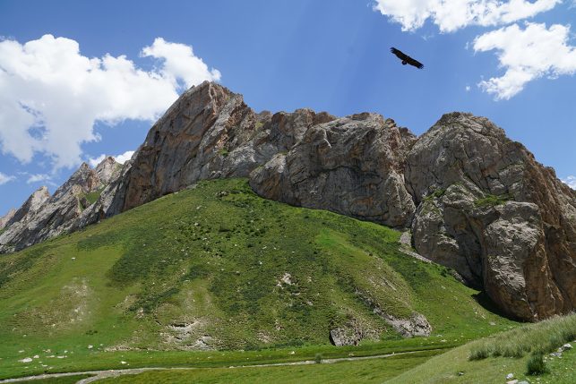 An eagle circling above the mountains of Kyrgyzstan
