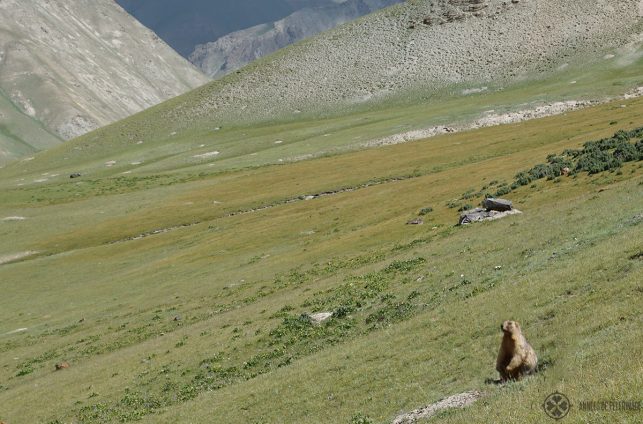 A marmot looking out for eagles in the high mountains of Kyrgyzstan