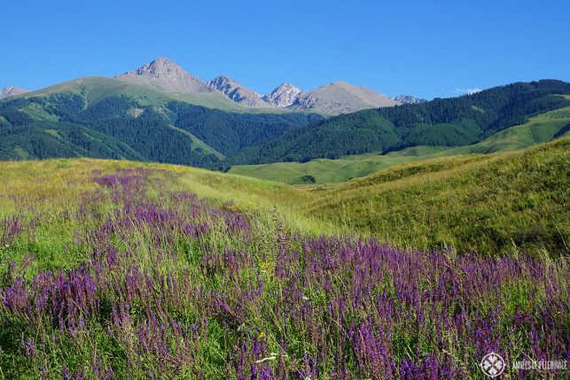 High alpine mountains with wild lavender in the foreground. Kyrgyzstan at its best.