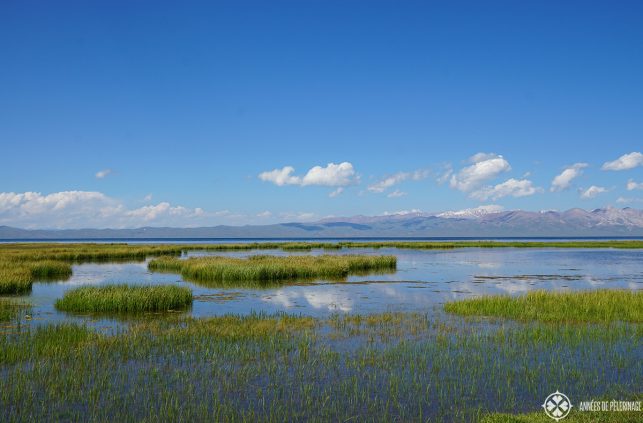 Reeds near the shore of Son-Kul Lake in Kyrgyzstan. Many birds breed and live in the dense foilage