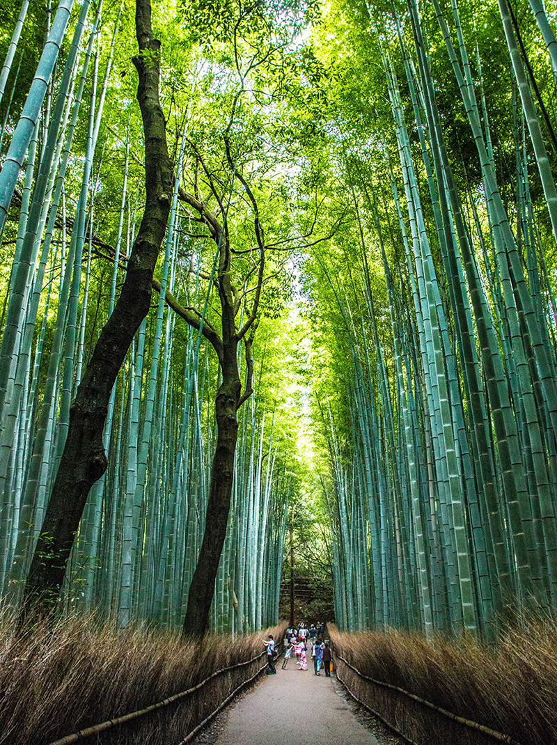The amazing Arashyama Bamboo forest Kyoto