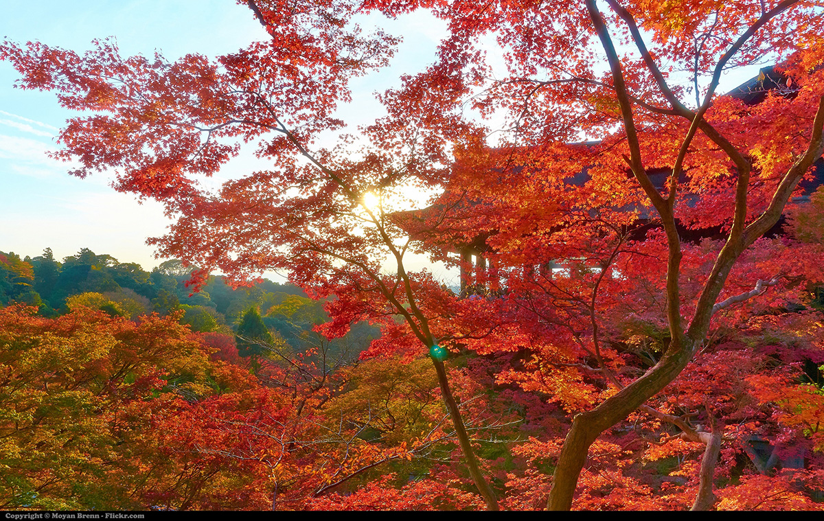 Kiyomizu-dera in Kyoto during autumn