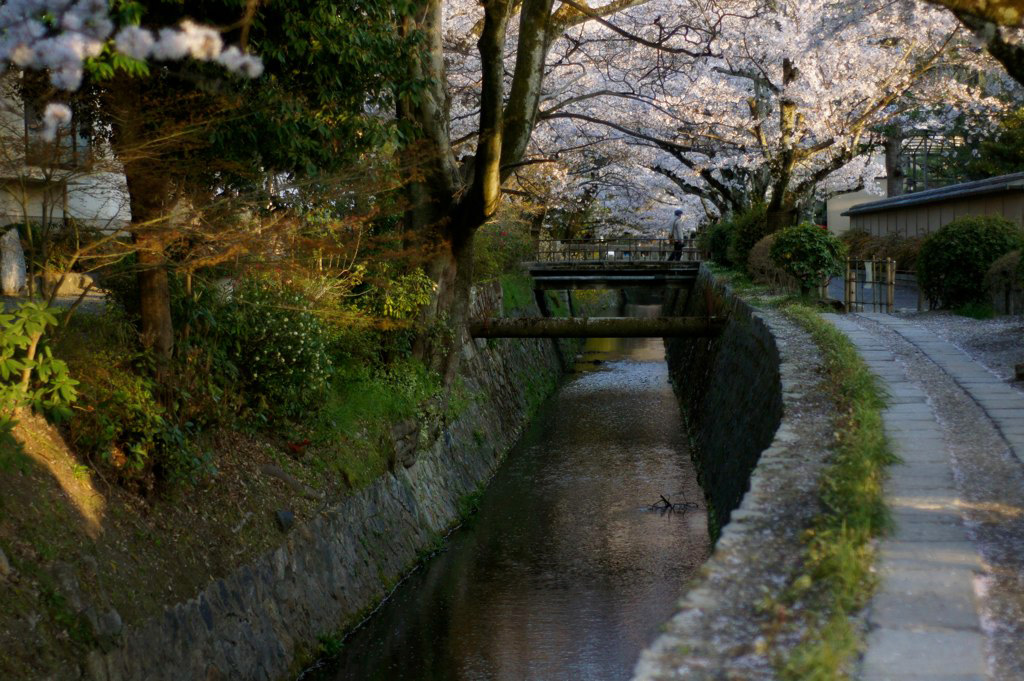 The philosopher's path in Kyoto during cherry blossom time in spring