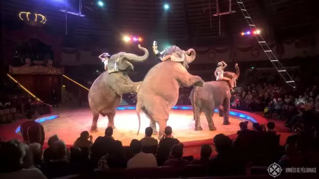 Elephants performing in the Circus Krone in Munich