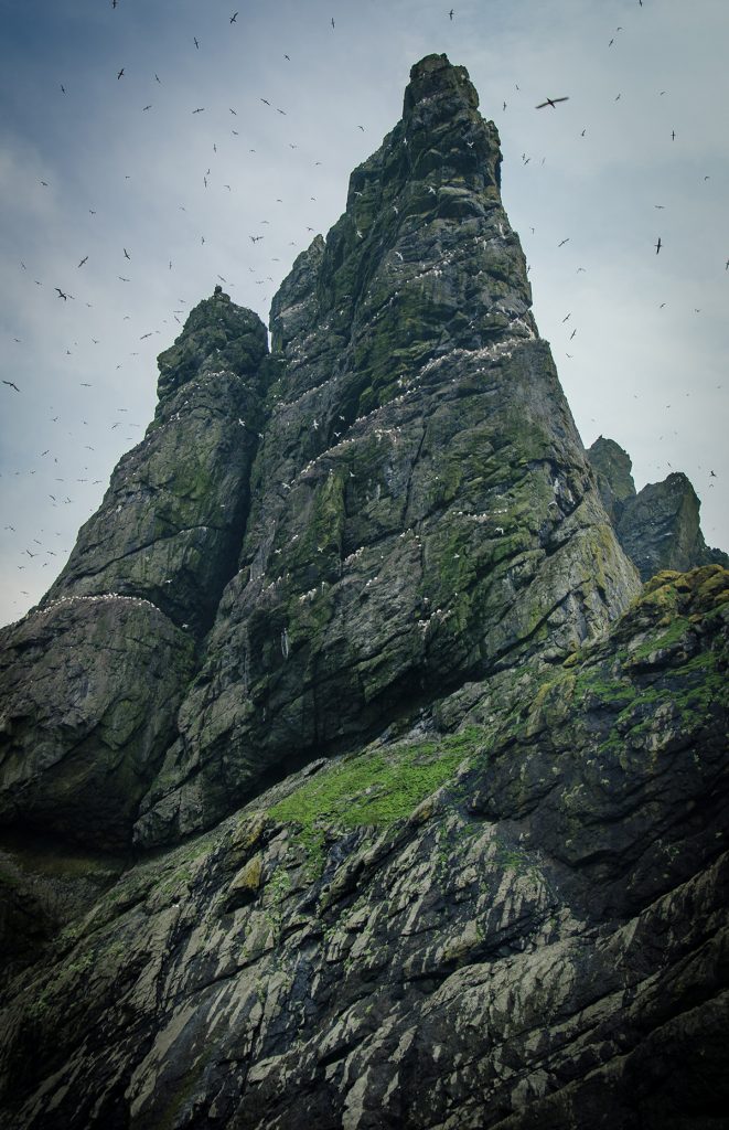 A bird colonoy on Saint Kilda island in Scotland, Pic: Donna C Green