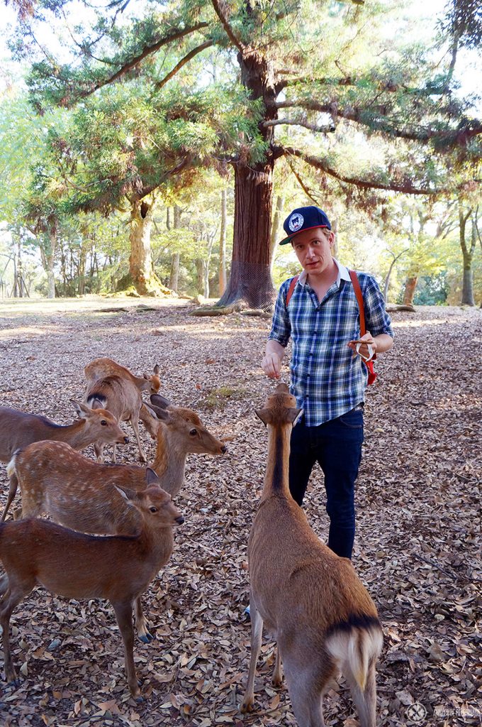 Feeding tame deer in Nara Park, Japan - one of the many things to do in Nara