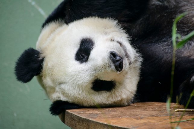 A giant panda taking a nap at Edinburgh zoo