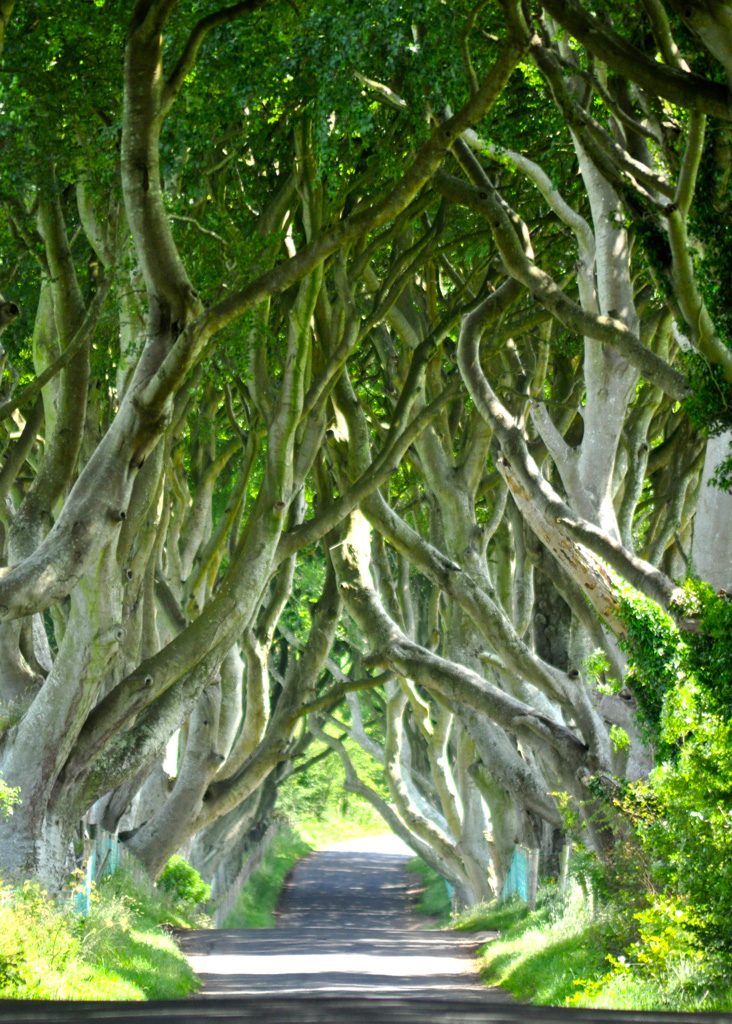 Dark Hedges Ireland