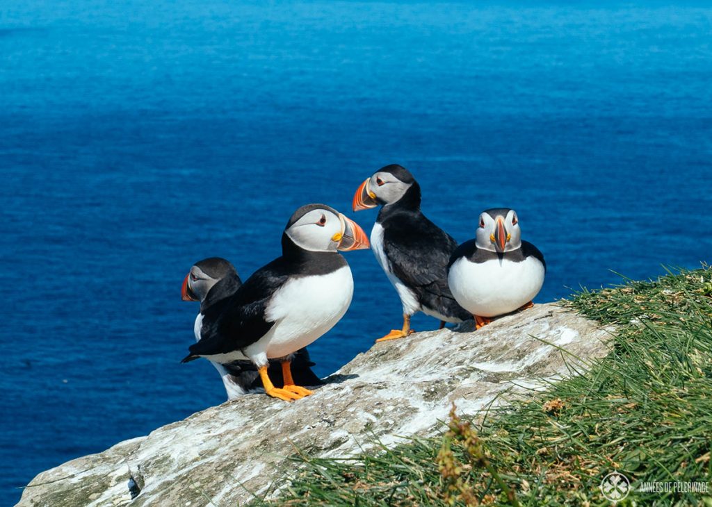 Puffins watching in Iceland