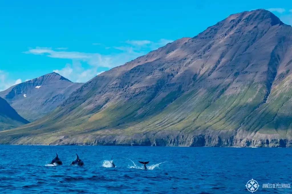 A school of dolphins near the coast in Iceland in summer