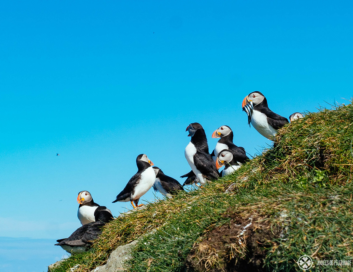 Puffins on the island of Mykines in the Faroe Islands