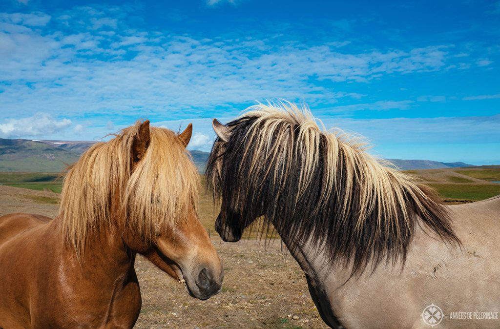 Horse riding in Iceland with local Icelandic horses