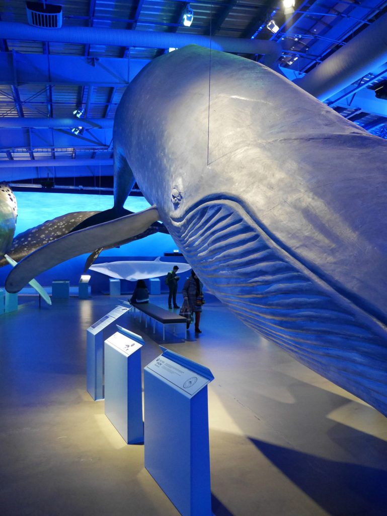 Whales of Iceland exhibition - one of the best places to see in Reykjavik