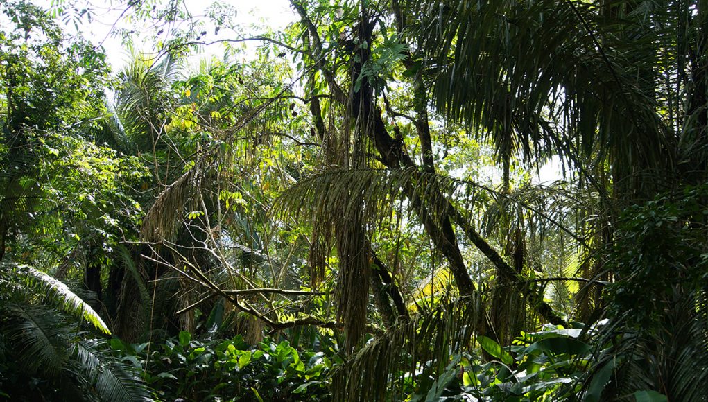 A canoe tour through the Yasuni National Park in Ecuador