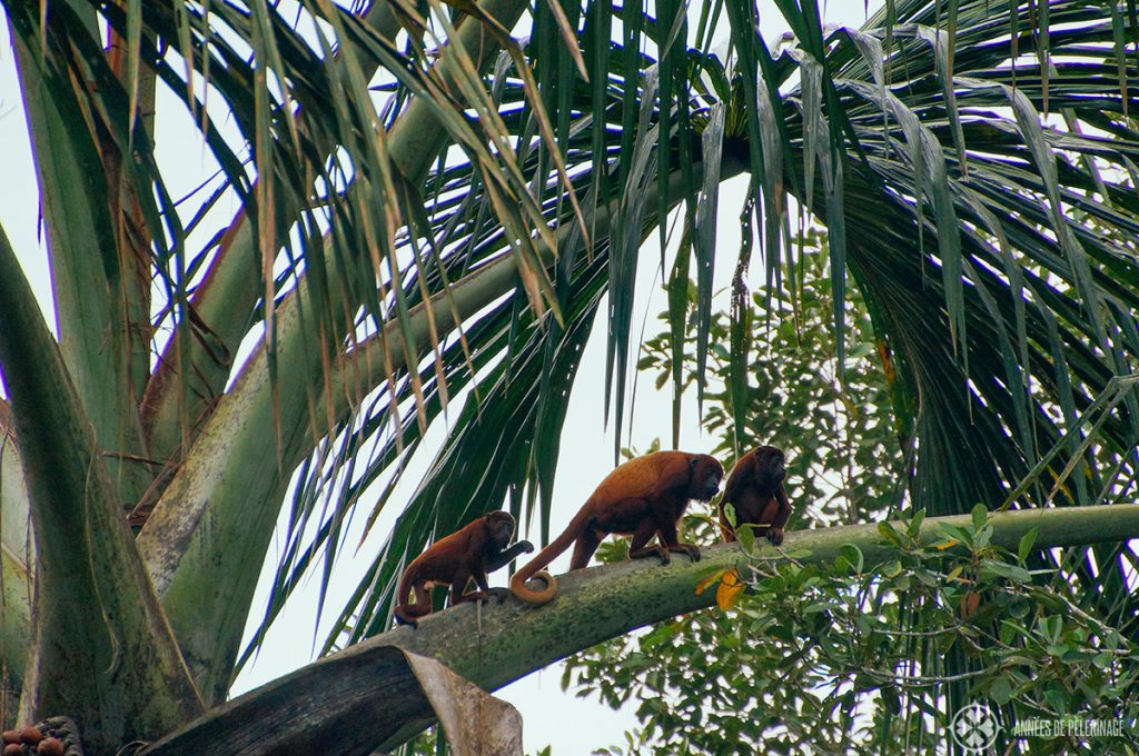 Three howler monkeys sitting on a palm tree in the amazon rainforest in Ecuador