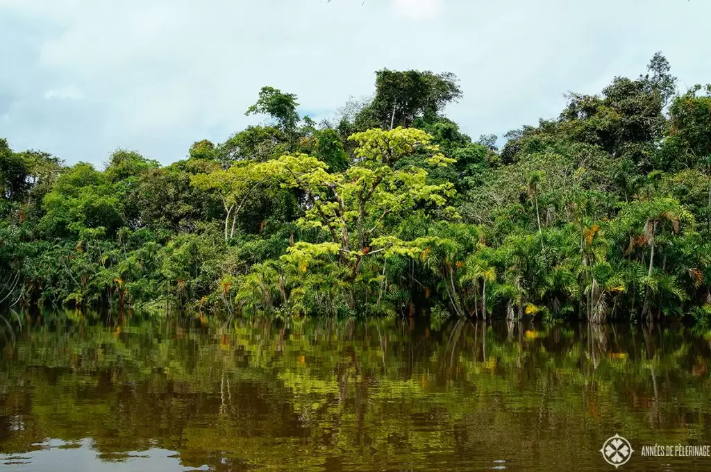 A amazon tour to the Pannacocha lagoon in Eucador