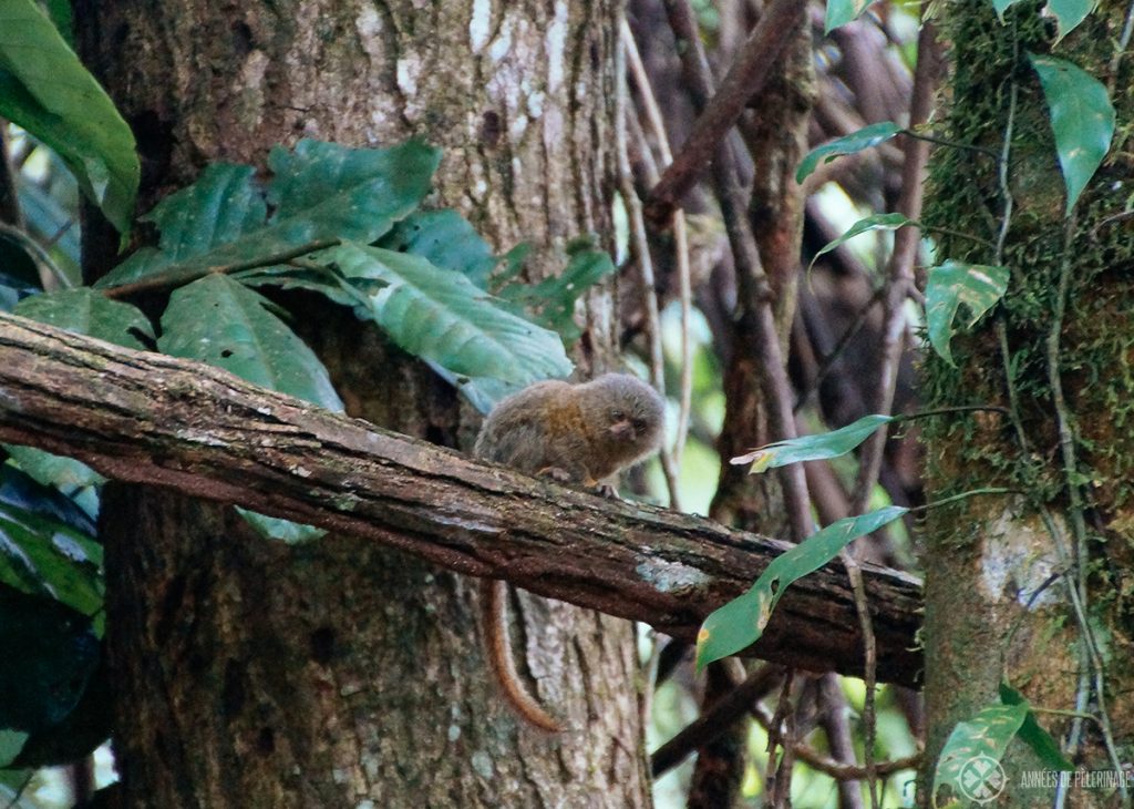 smallest monkey in the world sitting on a branch in ecuador amazon rainforest tour