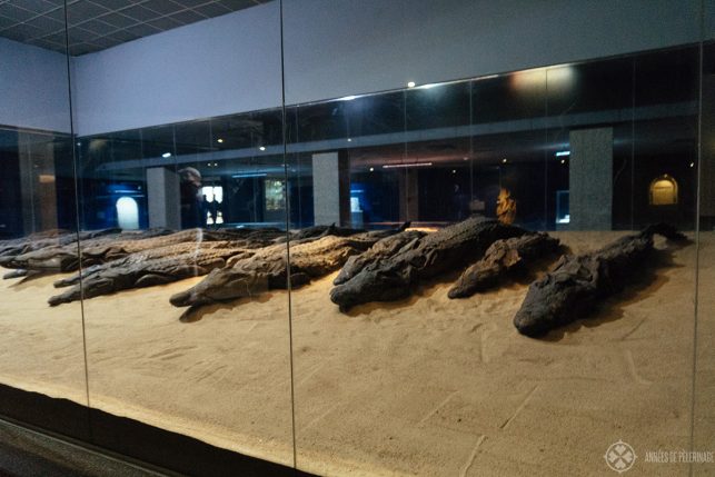 Crocodile mummies at the Kom Ombo temple in Egypt