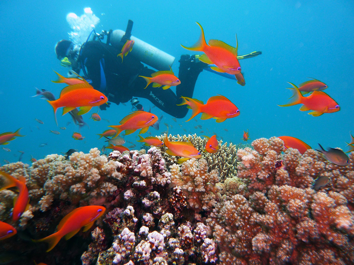 A scuba diver in the red sea of Egypt