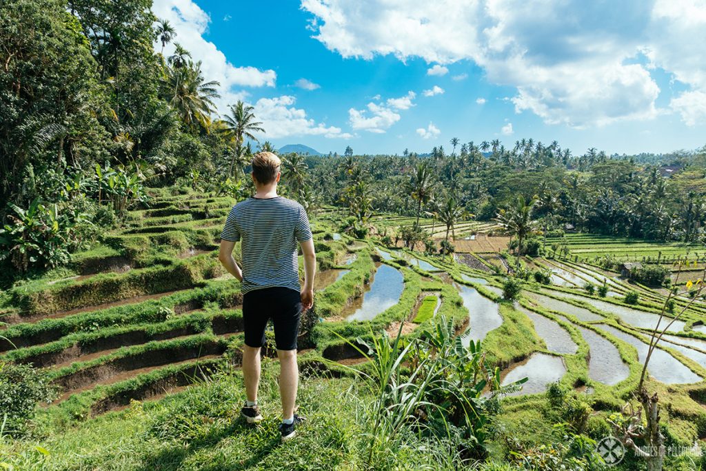 Excursion to the rice fields near Tengana in East bali as part of the Amankila luxury hotel