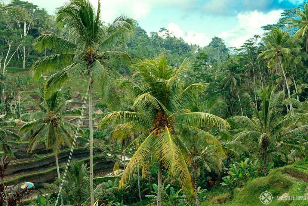 The rice terraces of Tabana, close to Ubud - one of the top tourist attractions in Bali, Indonesia