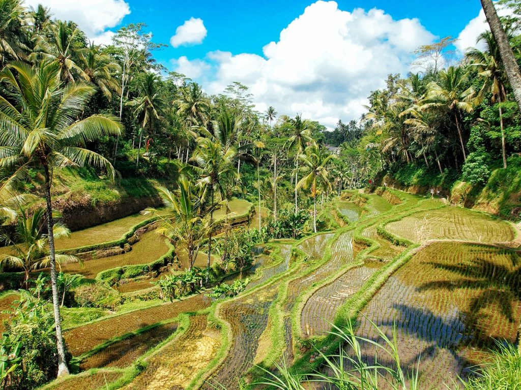 View along the famous the rice terraces of Tabana, close to Ubud, Bali