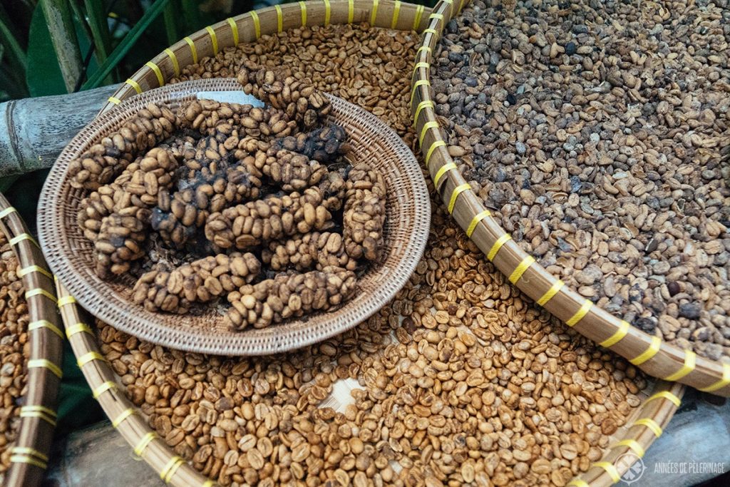 unprocessed kopi luwak - the unique coffee made from digested coffee beans in bali indonesia
