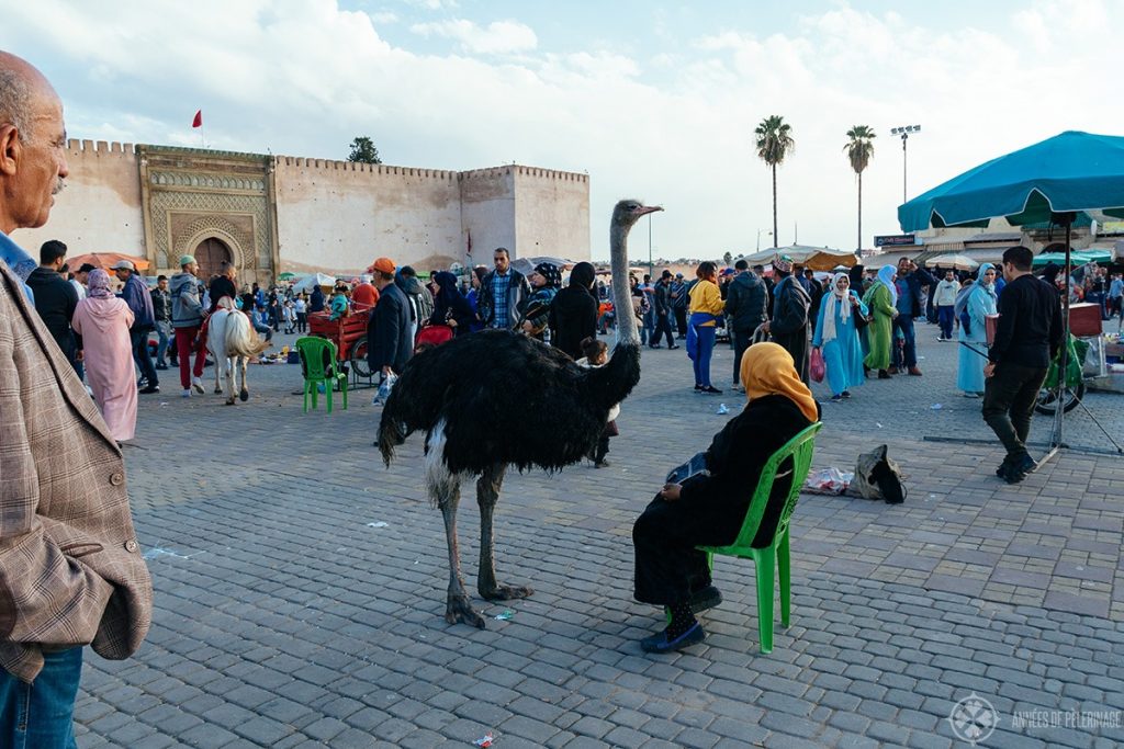 A lady with her pet ostrich (apparently a thing in Morocco) on el Hedim square