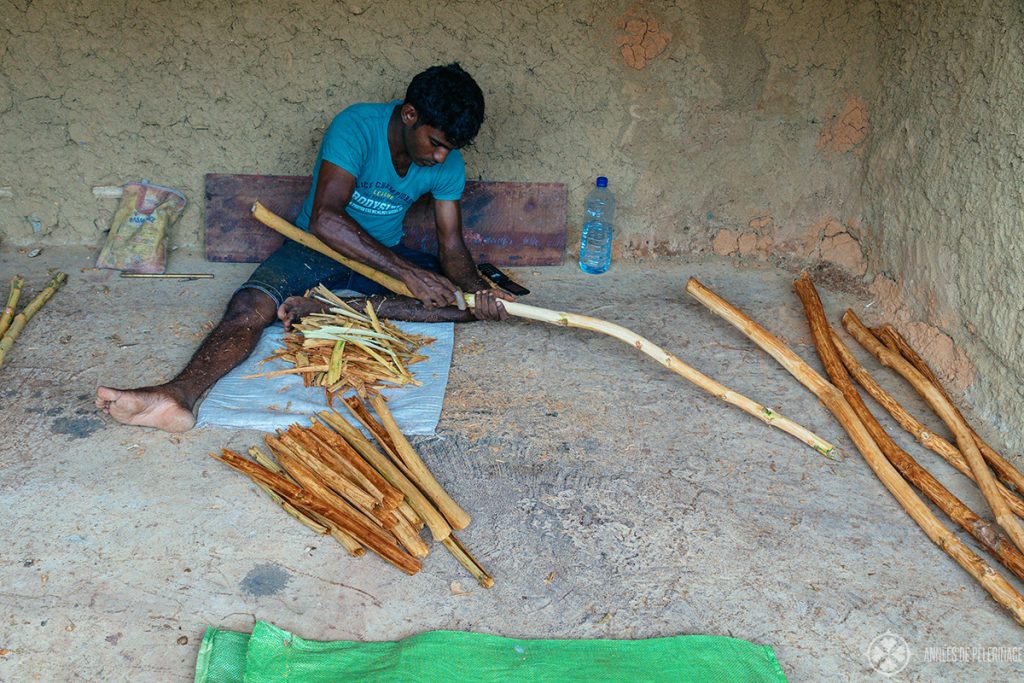 A worker at an authentic spice garden removing the precious cinnamon bark in Sri Lanka