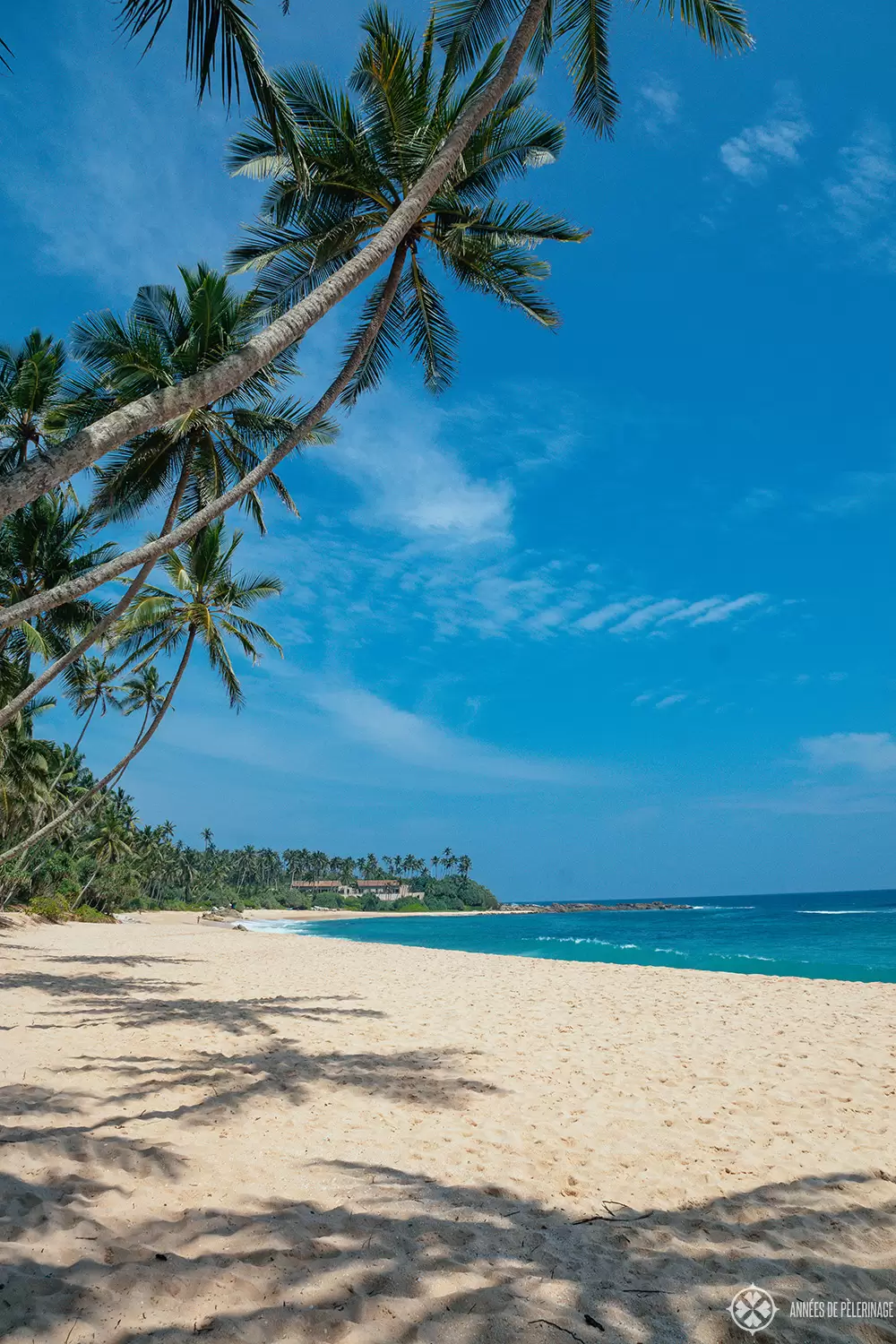 The coconut grove at Amanwella - the best beach resort in Sri lanka, i guess