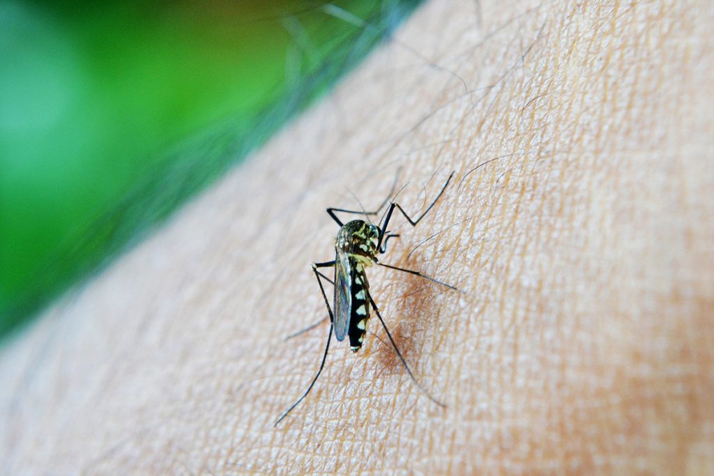 There are many mosquitos in Sri Lanka and Dengue fever is a real problem in the country.