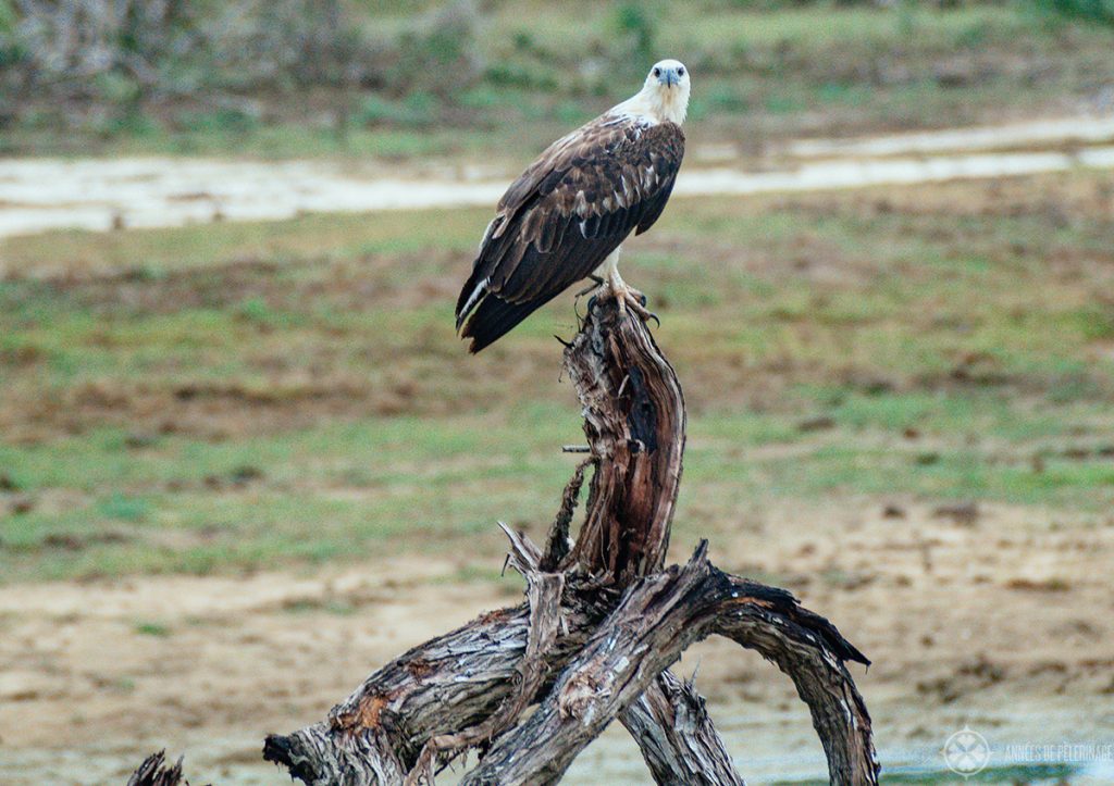 An eagle seen in Bundala National Park Sri Lanka