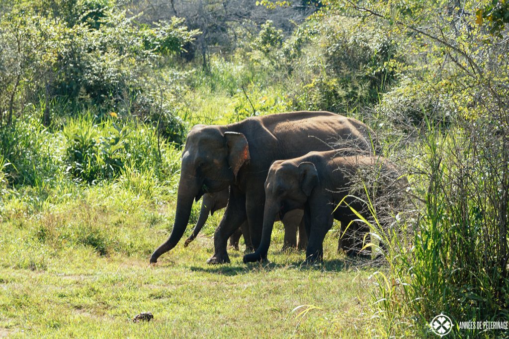 A group of elephants walking through Minneriya National Park in the north of Sri Lanka