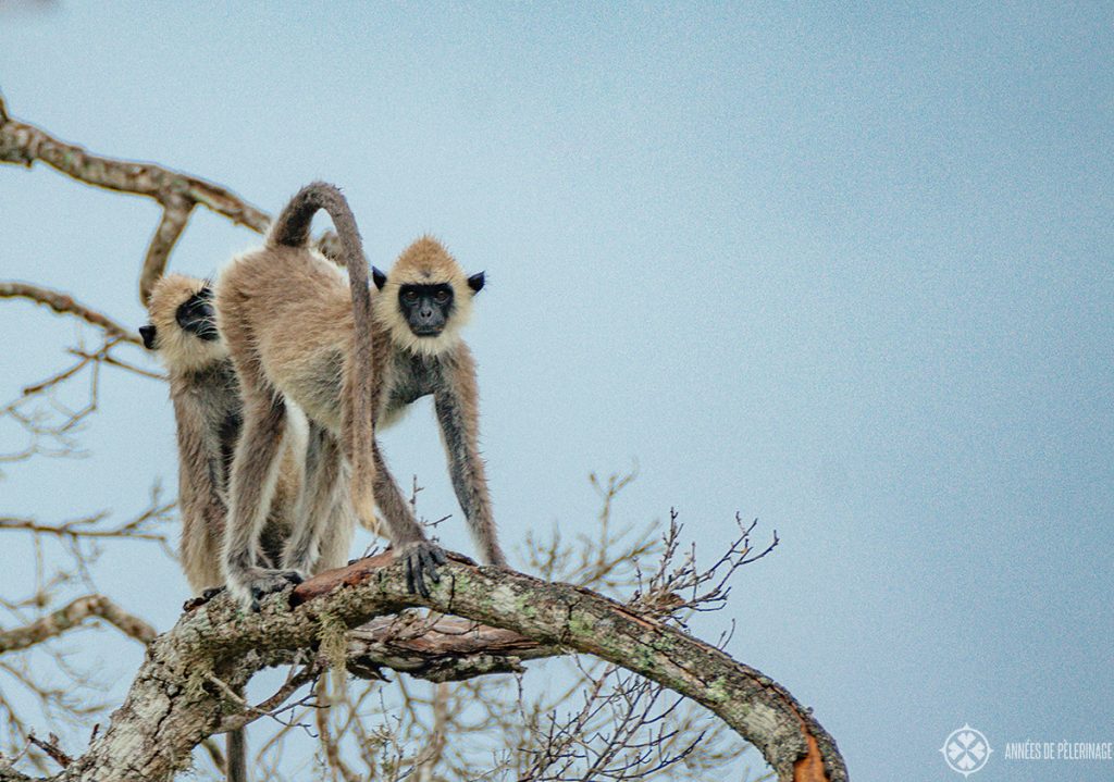 A grey langur seeking the high branches of a tree after a rain in Sri lanka