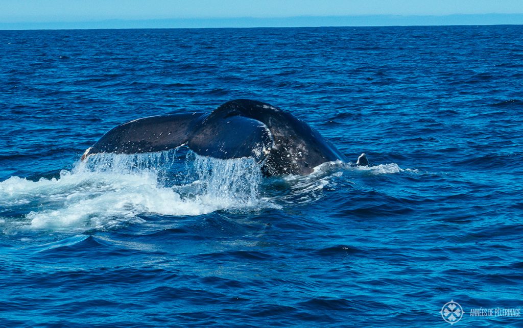 A humpback whale near Mirissa - sri lanka is one of the best spots on this planet to observe whales