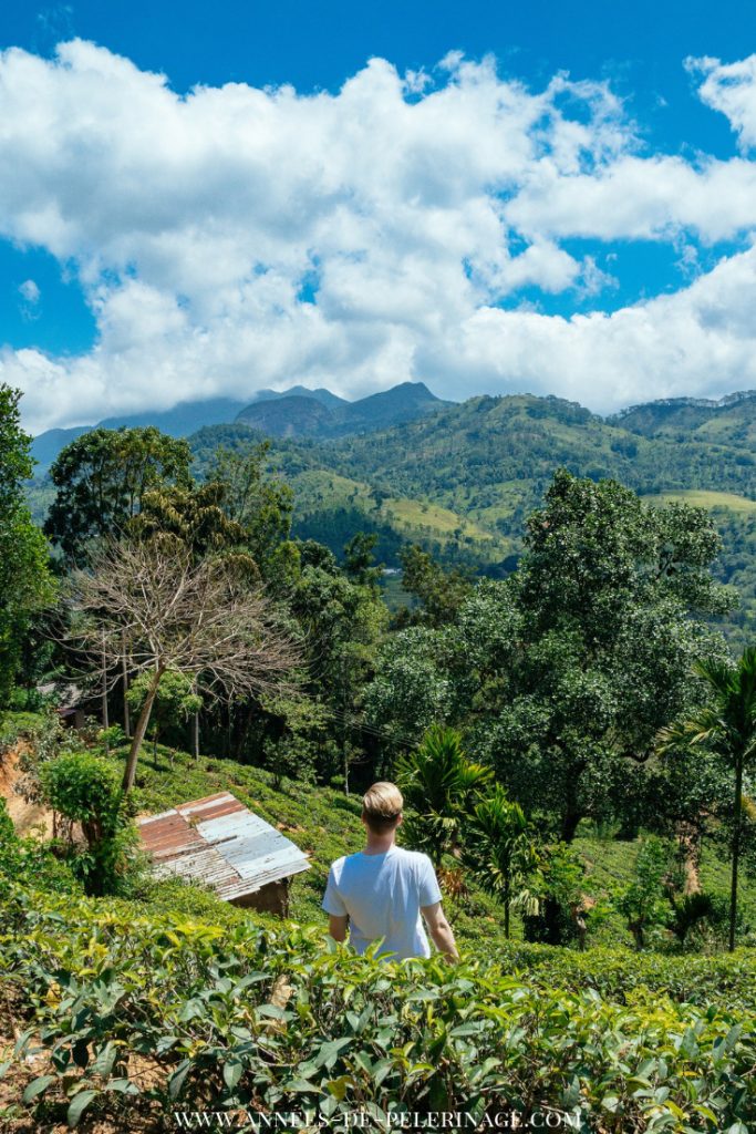 View of the Knuckles Mountain Range from a tea plantation near Kandy