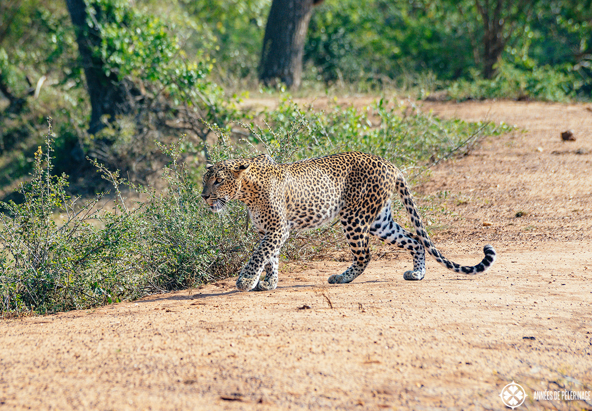 A beautiful Leopard walking across the road through Yalla National Park in Sri Lanka