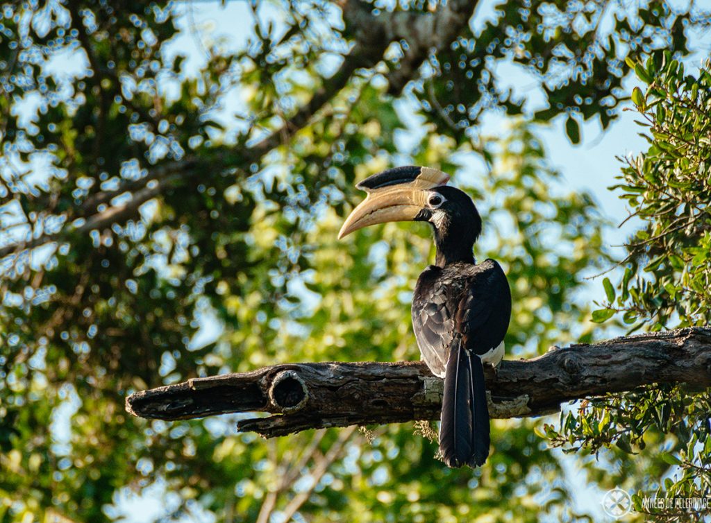 A malabar pied hornbill in Bundala national park - the best place to go bird watching in Sri Lanka
