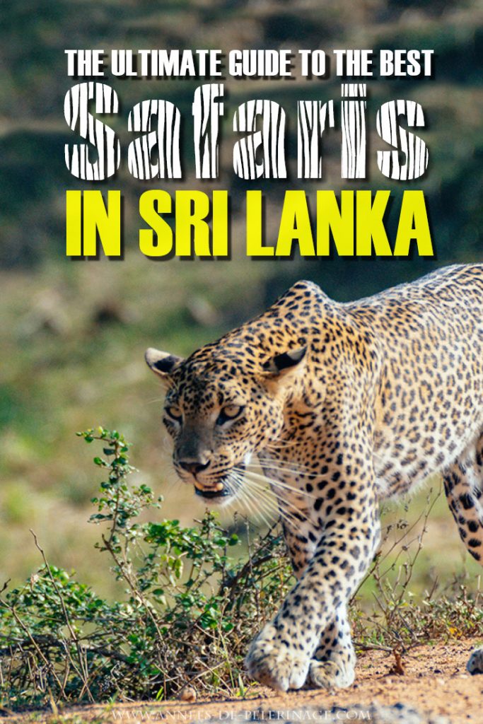 The best Safaris in Sri Lanka. This guide covers all the national parks from Yala National Park to the Bundala wetland. The best time to visit, pros and contras for the various parks and when to stay. The best safari lodges and some expectation management. Click to read the full Sri Lanka safari guide. #travel #wildlife #safari #srilanka #adventure #wanderlust #travelhack