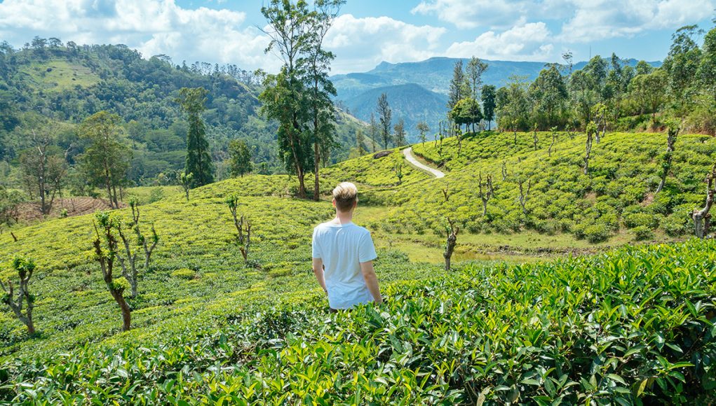 Me at at tea plantation in the Knuckles Forest Reserve near Kandy Sri Lanka