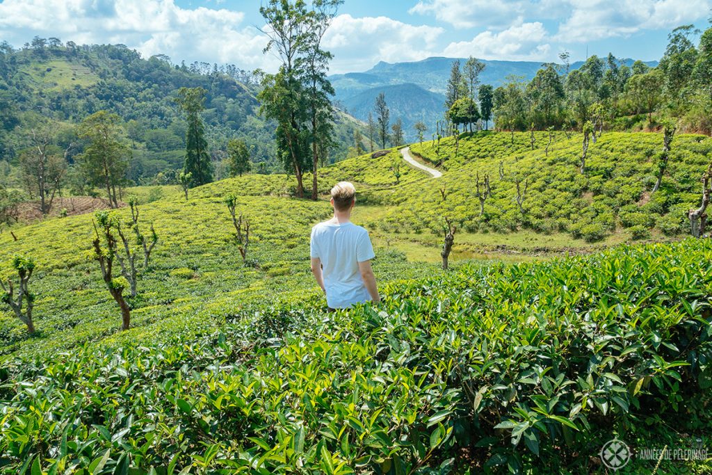 Me at at tea plantation in the Knuckles Forest Reserve near Kandy Sri Lanka