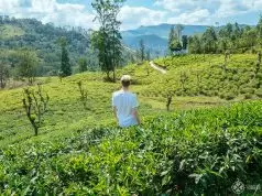 Me at at tea plantation in the Knuckles Forest Reserve near Kandy Sri Lanka