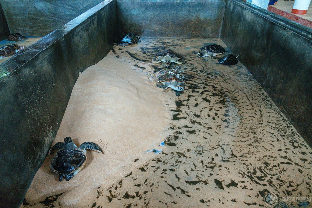adult turtles kept for show at a turtle hatchery near Galle, Sri Lanka
