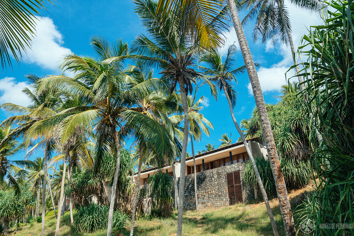 Villas at Amanwella luxury hotel in Sri Lanka as seen from below through the coconut grove