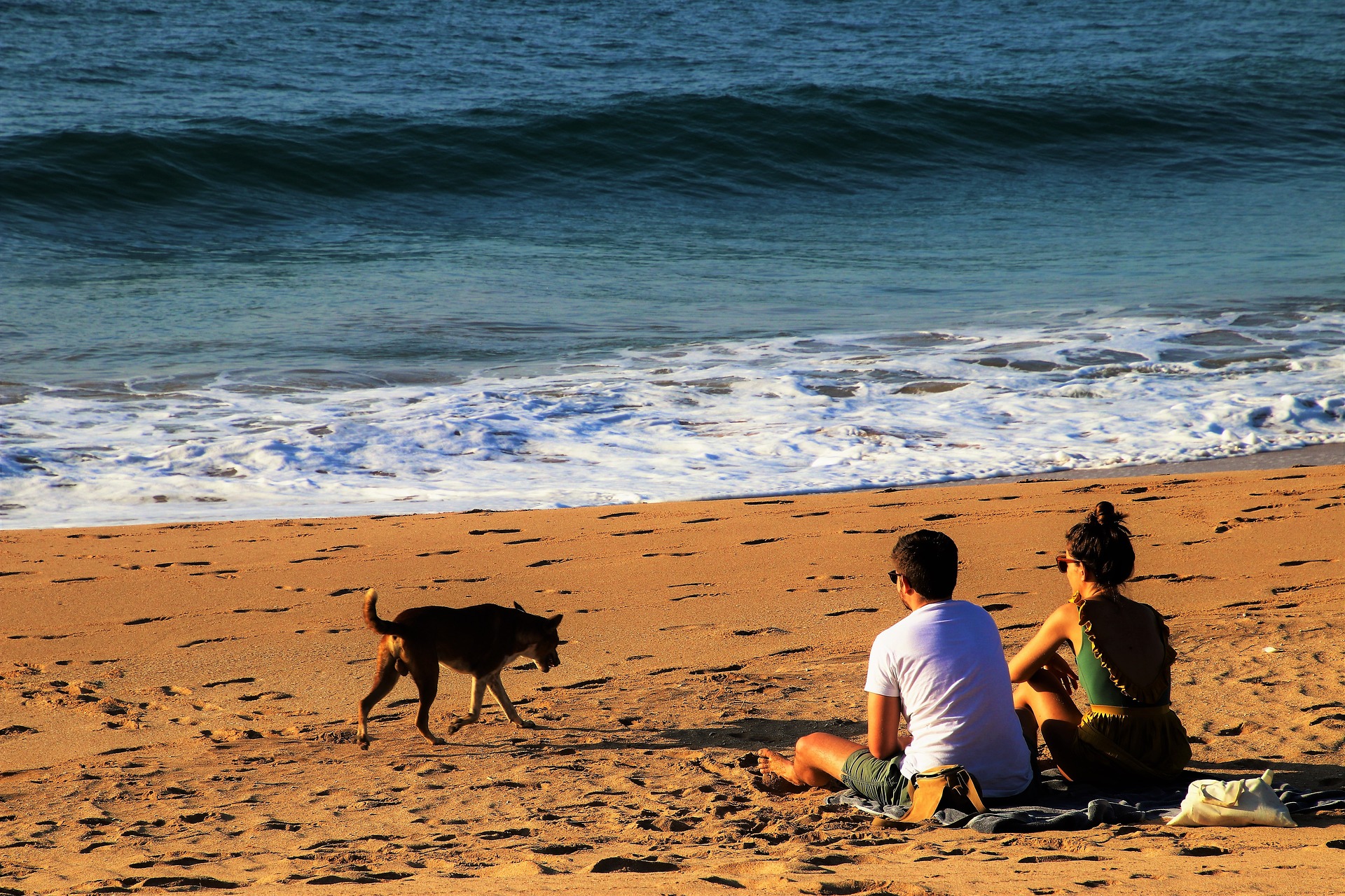 One of many stray dogs at the beach in Sri Lanka